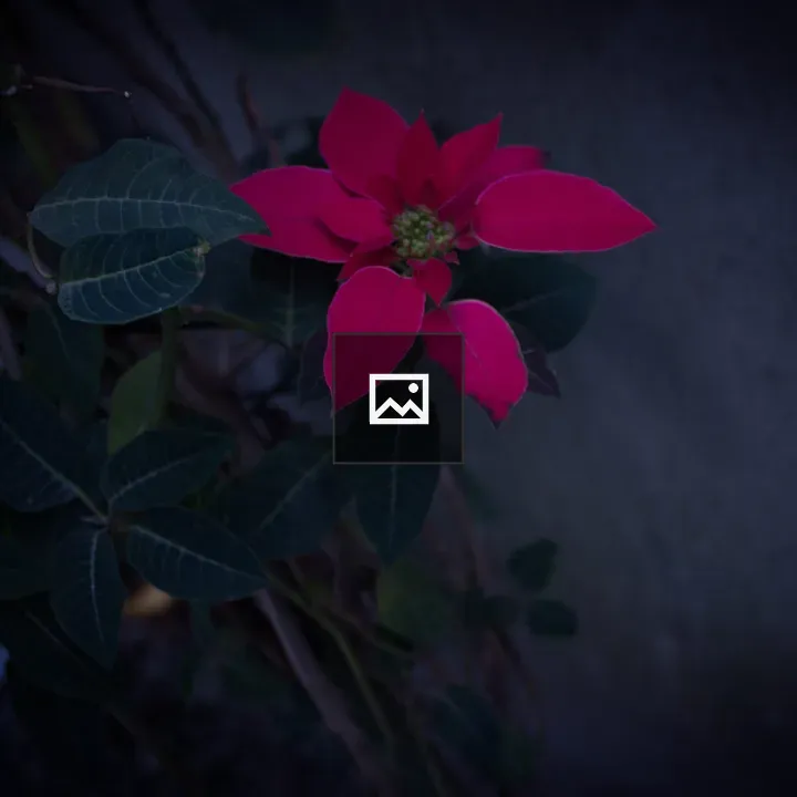Poinsettia in Focus