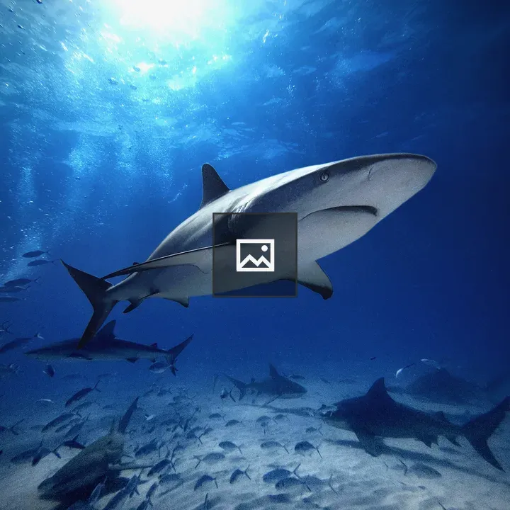 Caribbean reef shark underwater scene