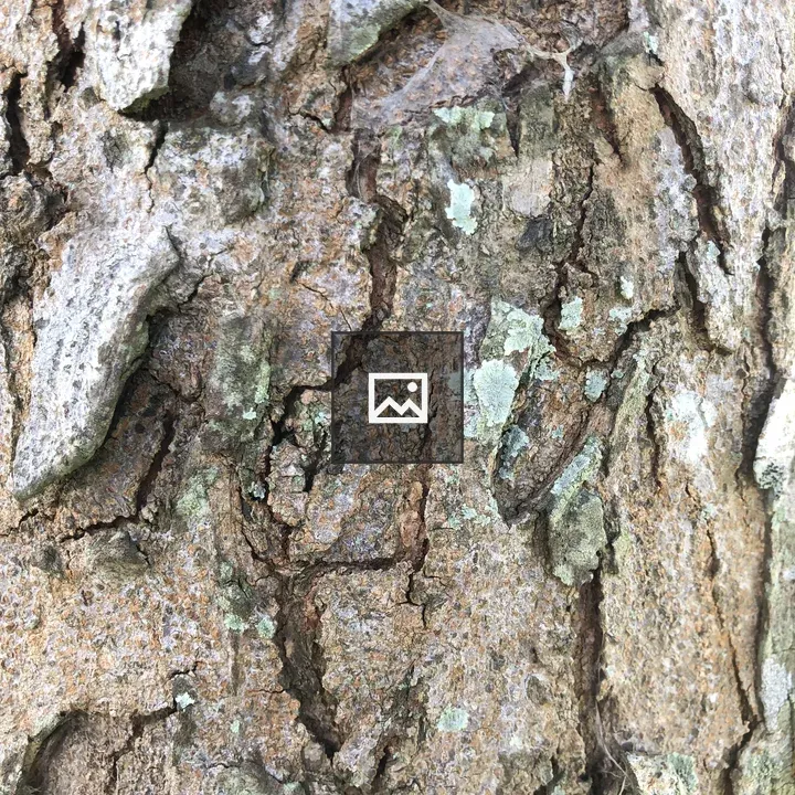 Bark texture