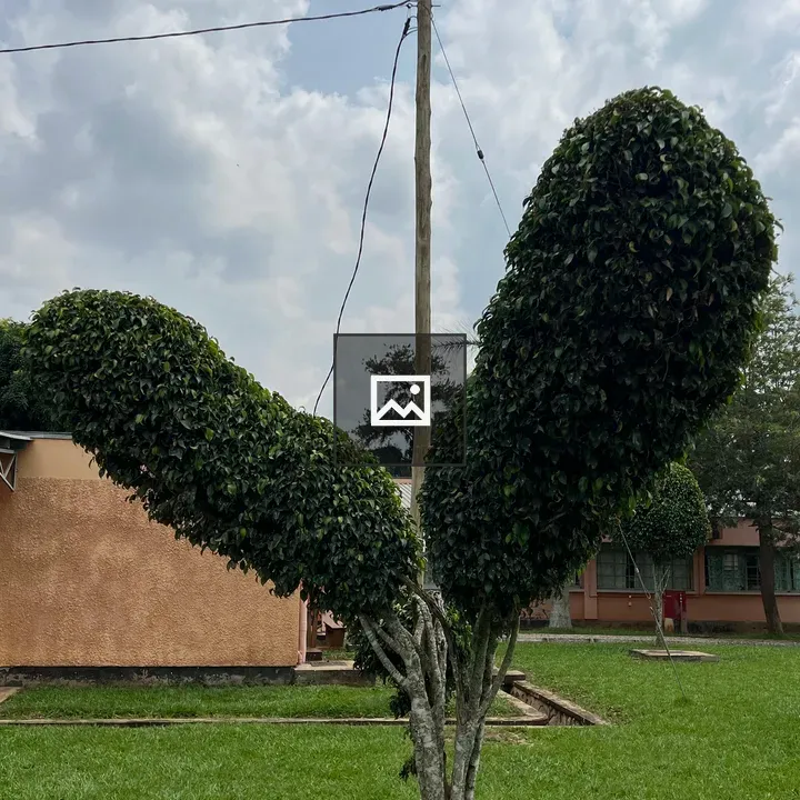 Tree with Two Rounded Foliage Clusters