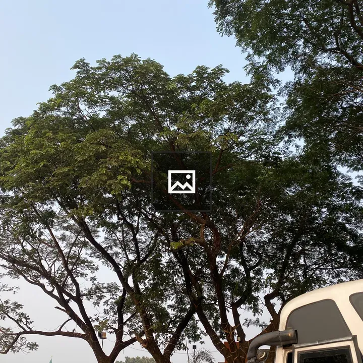 Trees Against Blue Sky