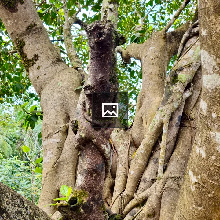 Fig tree roots and bark close-up