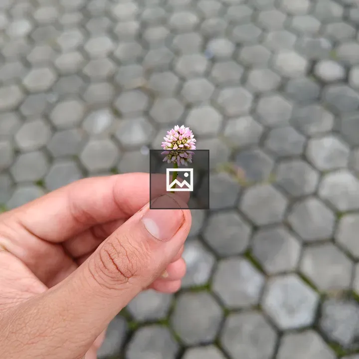 Hand Holding Pink White Flower