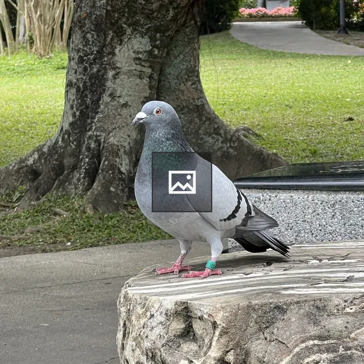 Banded pigeon on stump in Taipei