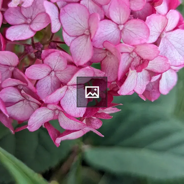 Pink hydrangea leaves close up