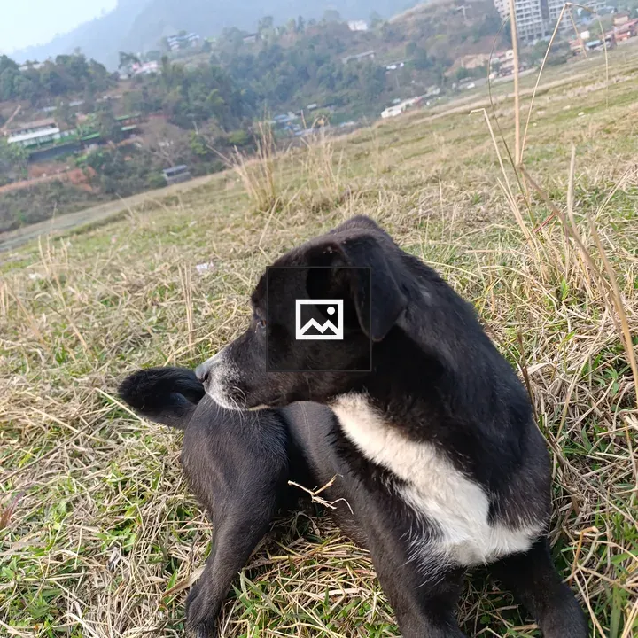 Dog Lying in Grassy Field