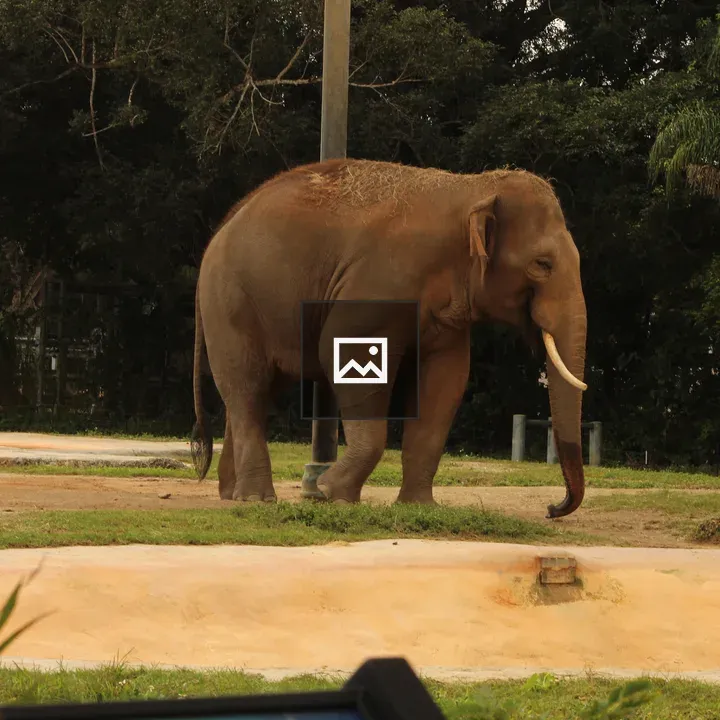 Elephant at Miami Zoo