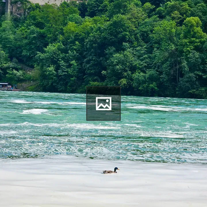 Duck on Rhine Water