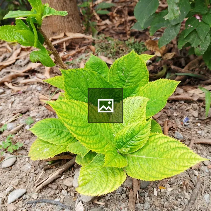 Hydrangea Leaves in Garden Bed
