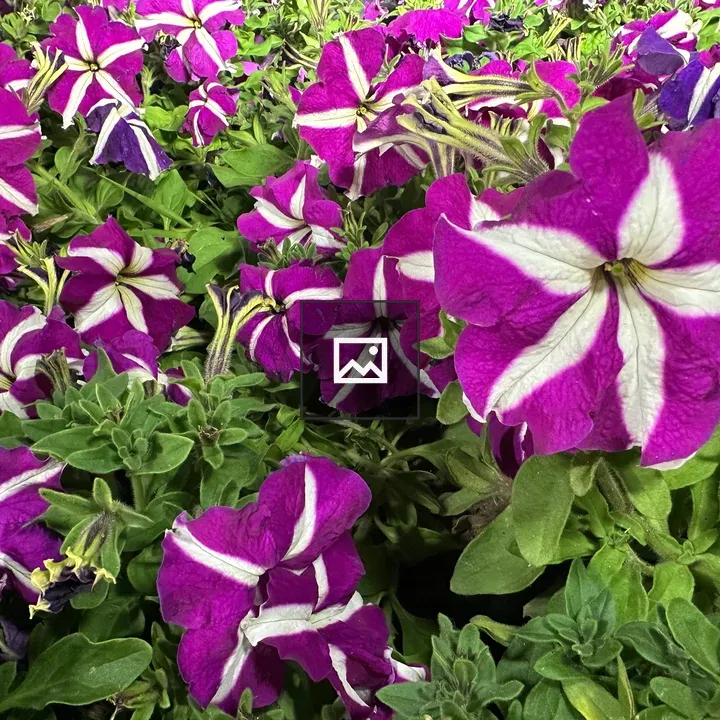 Purple petunias with white stripes