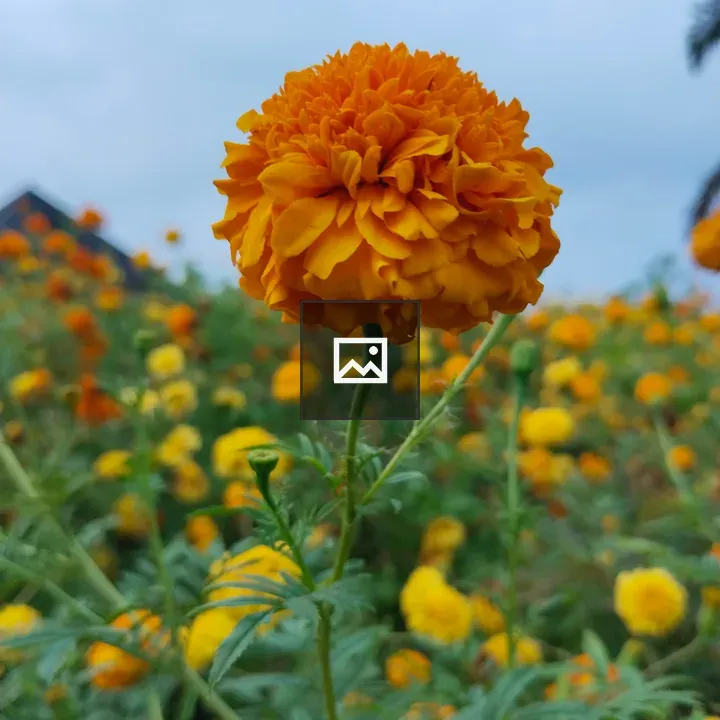 Marigold Blossom Against Sky