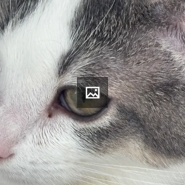 Cat face close-up
