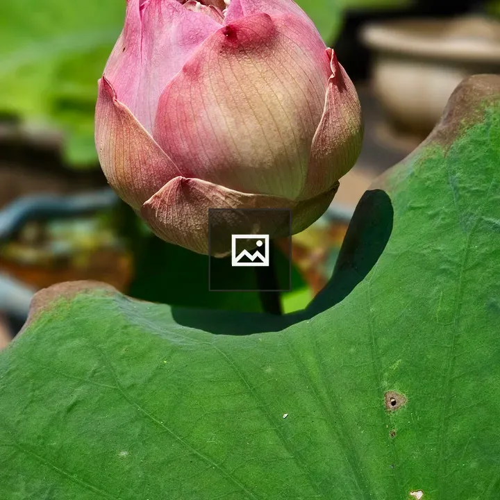 Pink lotus bud with green leaf