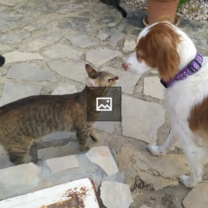 Cat and dog