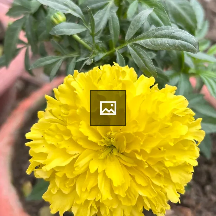 Yellow marigold flower