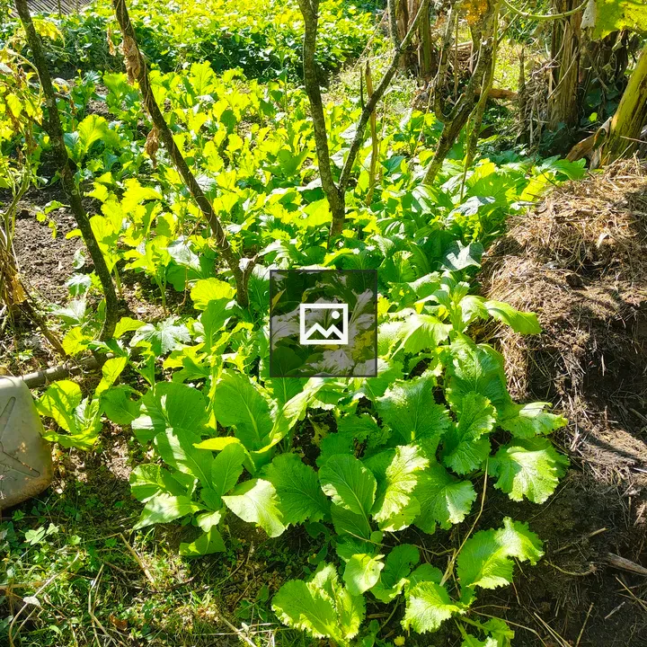Leafy Green Garden Scene