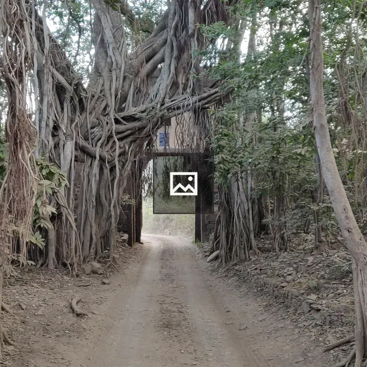 Banyan Tree with Stone Arch