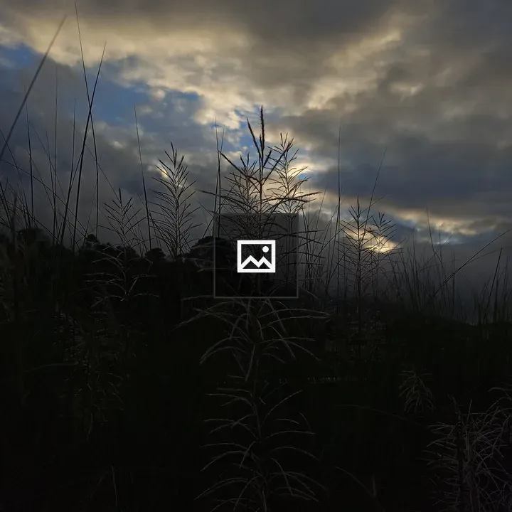 Tall grasses against dusk sky