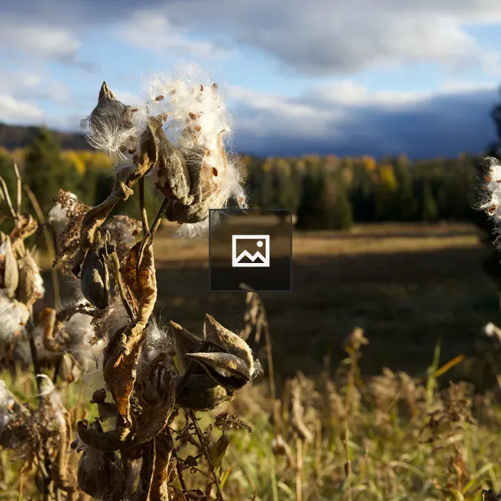 Milkweed in Sunlight