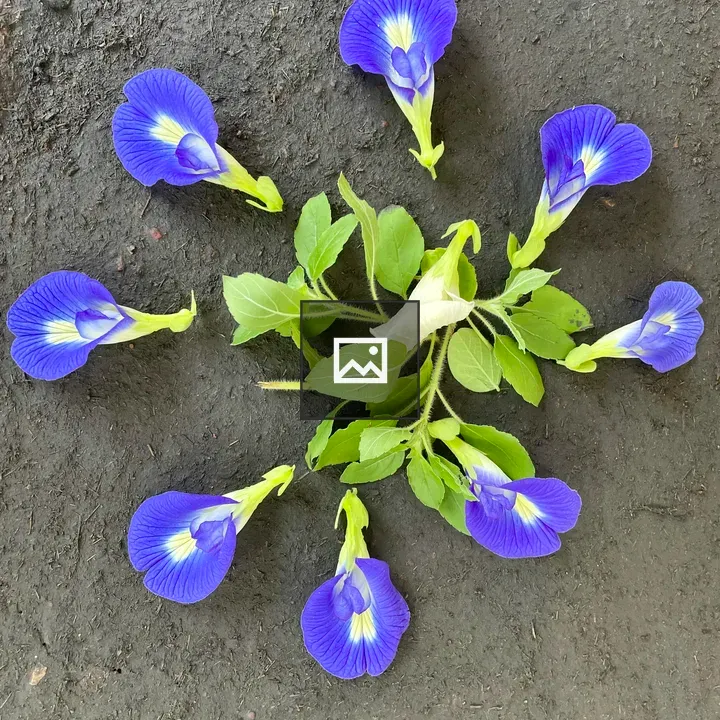 Blue and white pigeonwings with basil