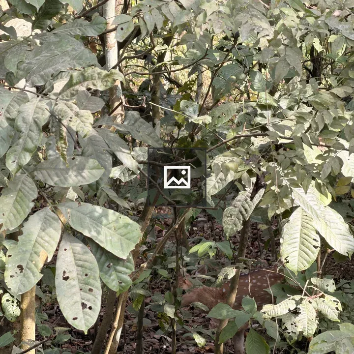 Deer among green foliage