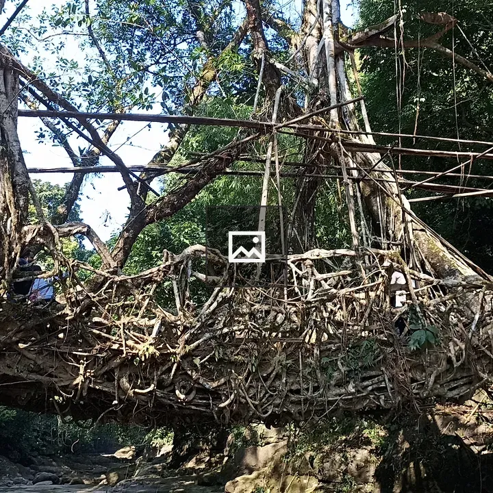 Single Dekar Root Bridge
