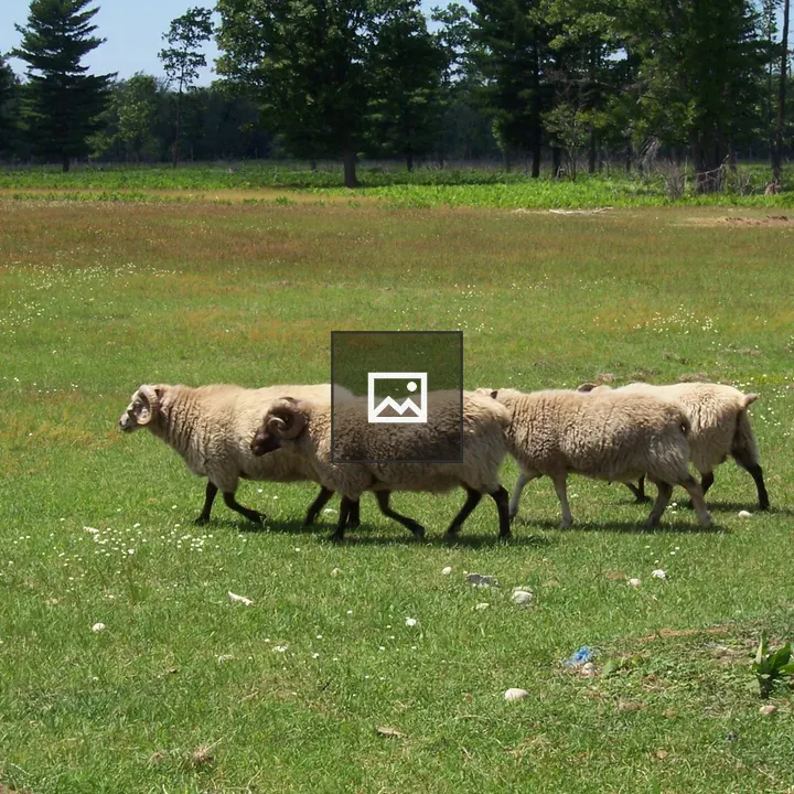 Sheep in a field