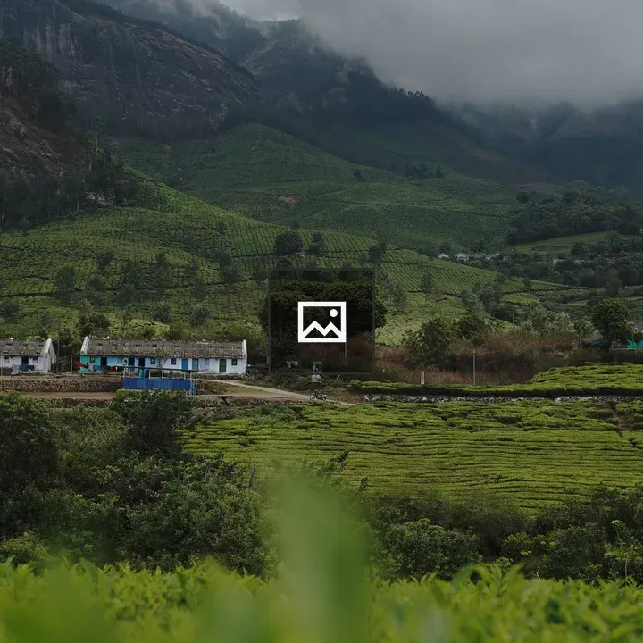 Tea estate in Ootty scene