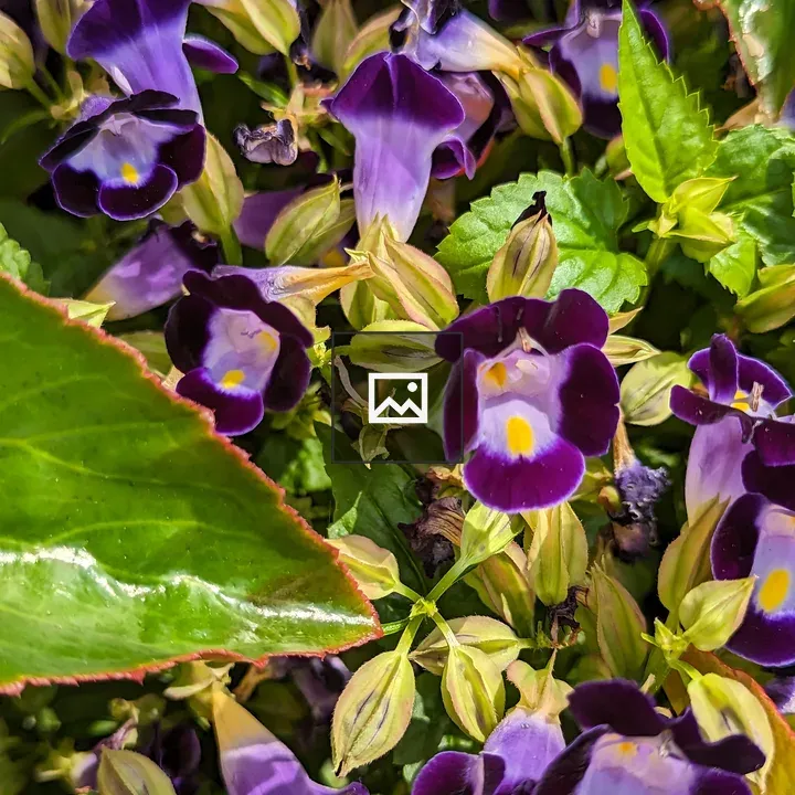 Purple Flowers and Green Leaves