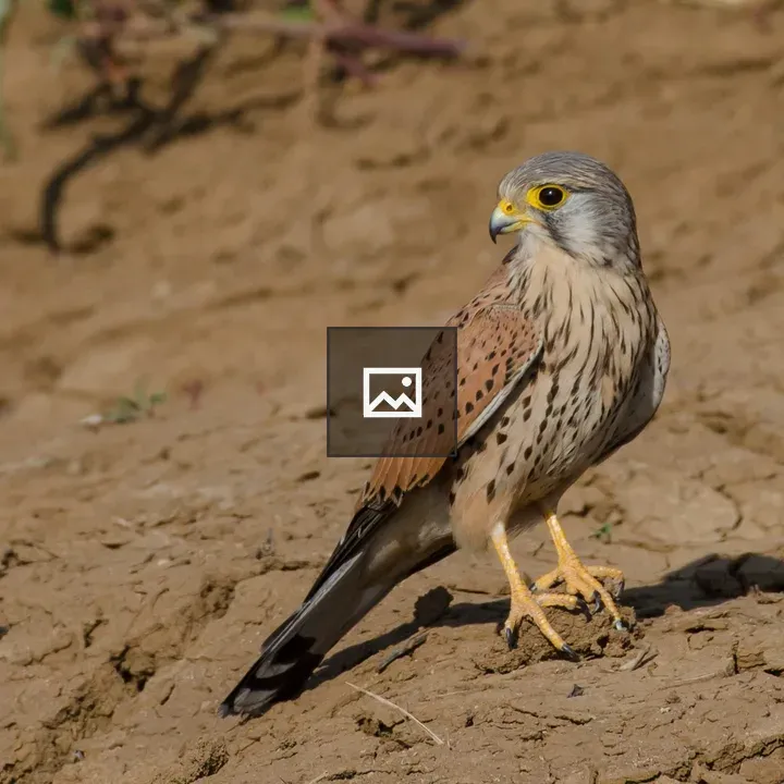 Common Kestrel Male