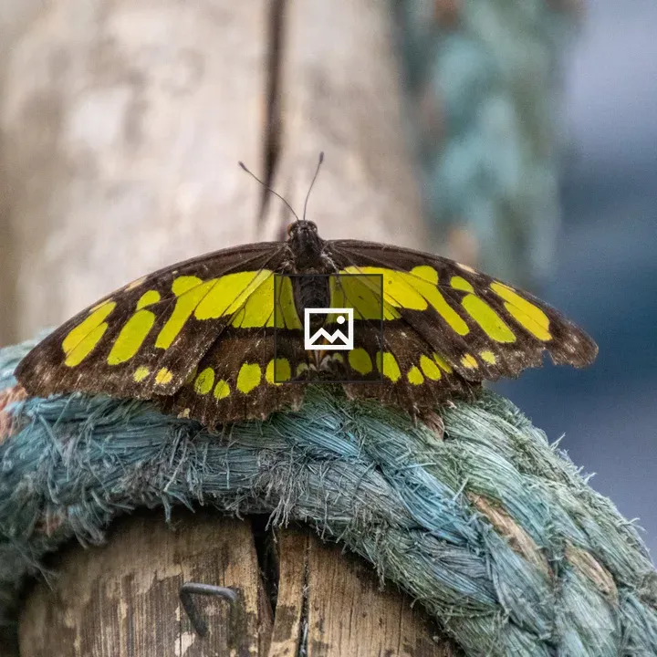 Butterfly on blue rope