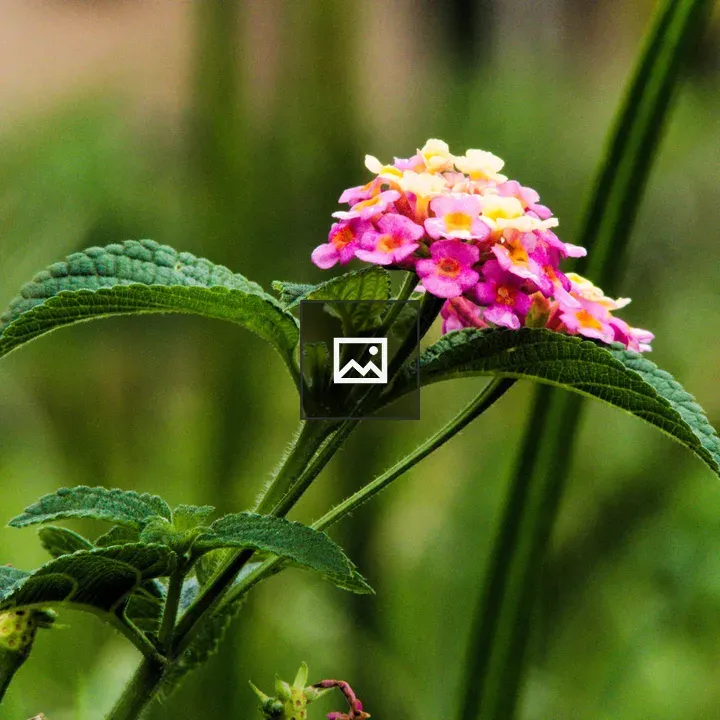 Lantana camara Flower