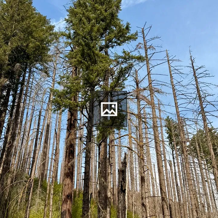 Columbia River Gorge Forest Mix