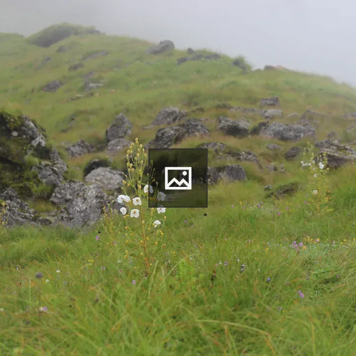 Wildflowers in Ghandruk Grasslands