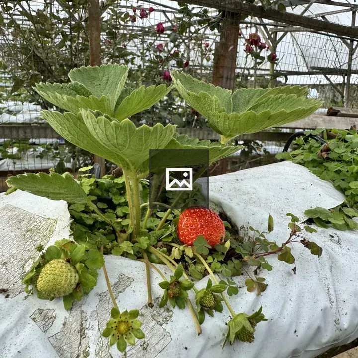 Strawberry plant in greenhouse