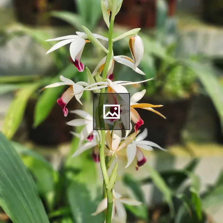 Orchid in Bloom