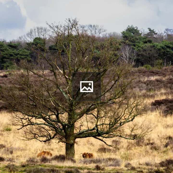 Tree on the moor with Highlanders