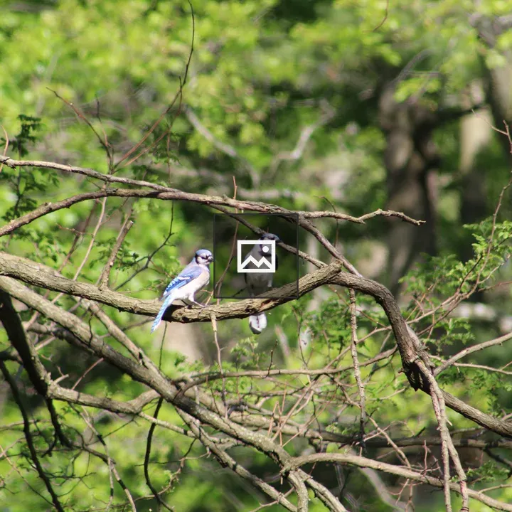 Two blue jays on a branch