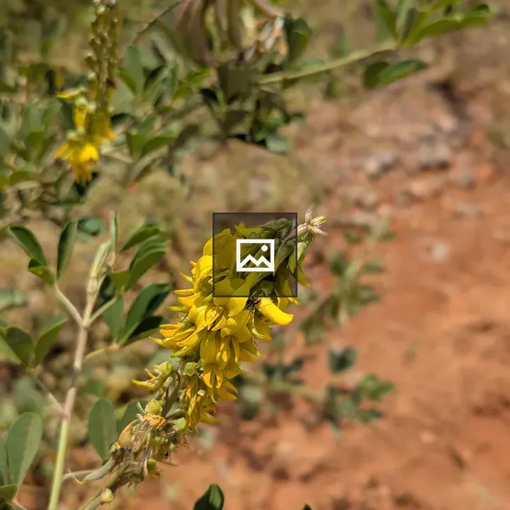 Starry yellow flowers
