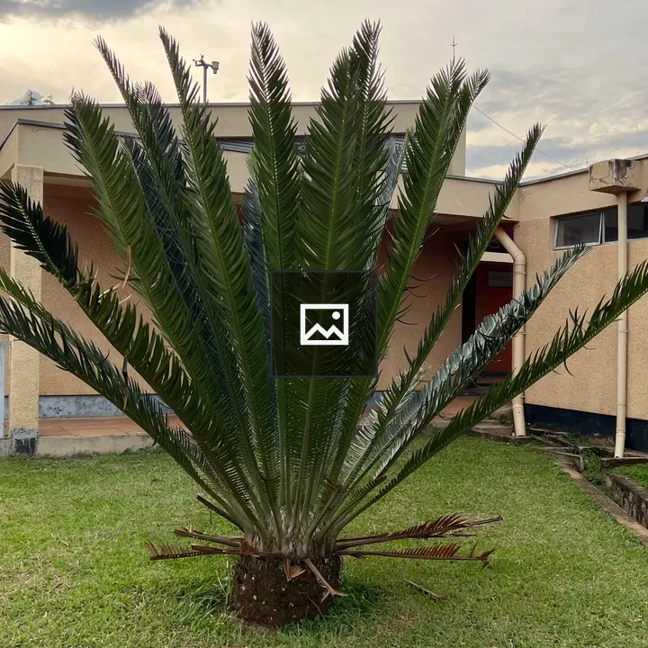 Cycad Plant with Feathery Leaves