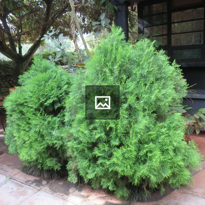 Two Cypress Shrubs on Patio