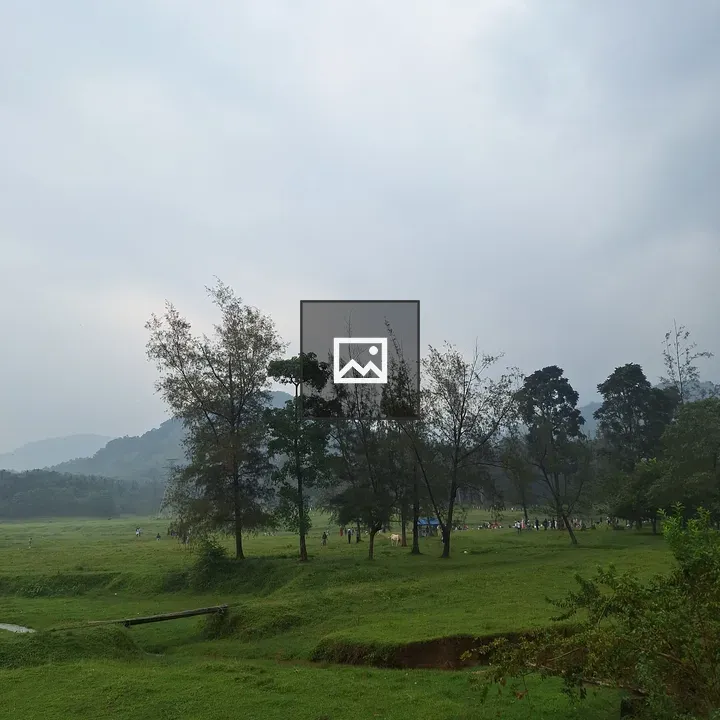 Pine Trees and Green Field