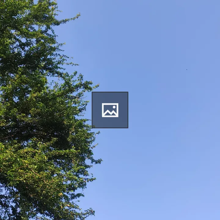 Lush tree and blue sky