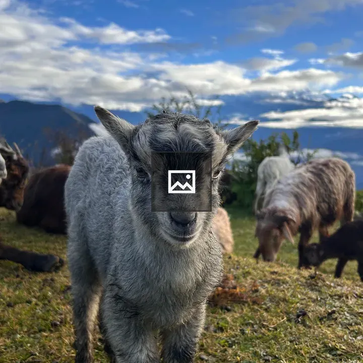 Young goat on green meadow