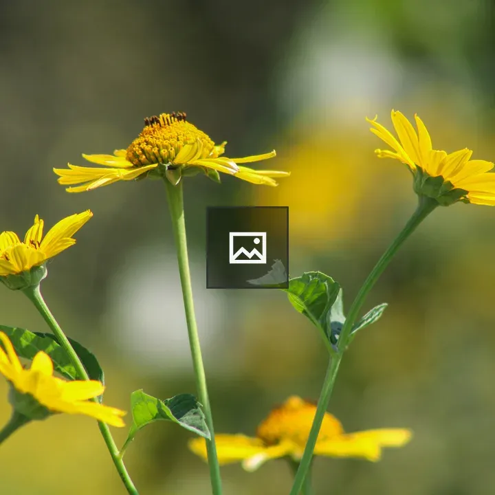 Bright yellow daisies on green stems