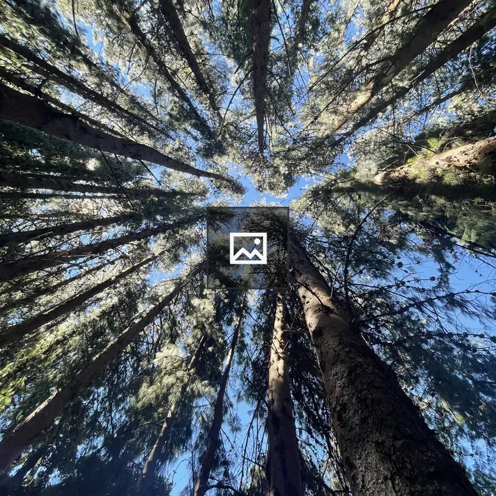 Tall trees from below in Prusia Forest