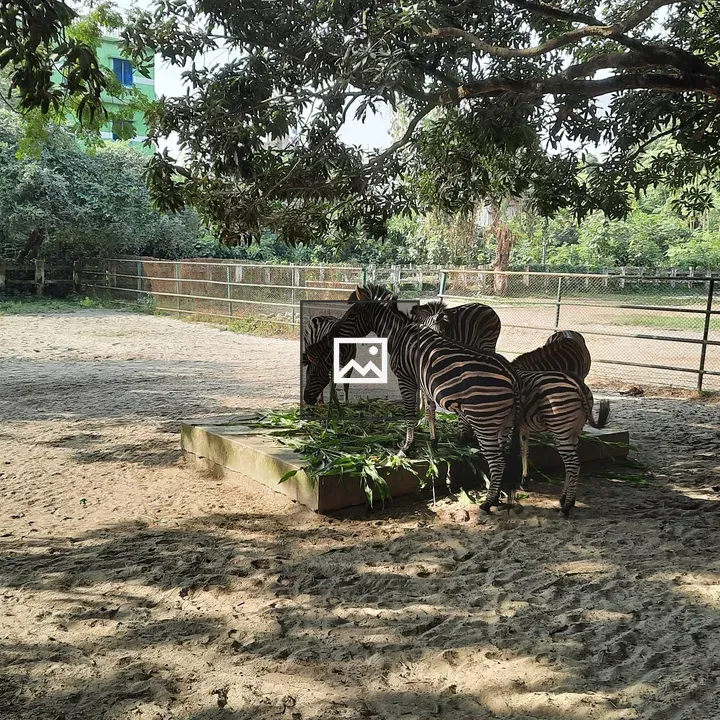 Zebras at Dhaka Zoo