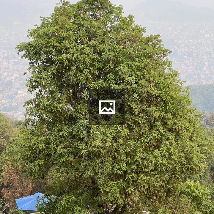 Green Tree with Distant Landscape
