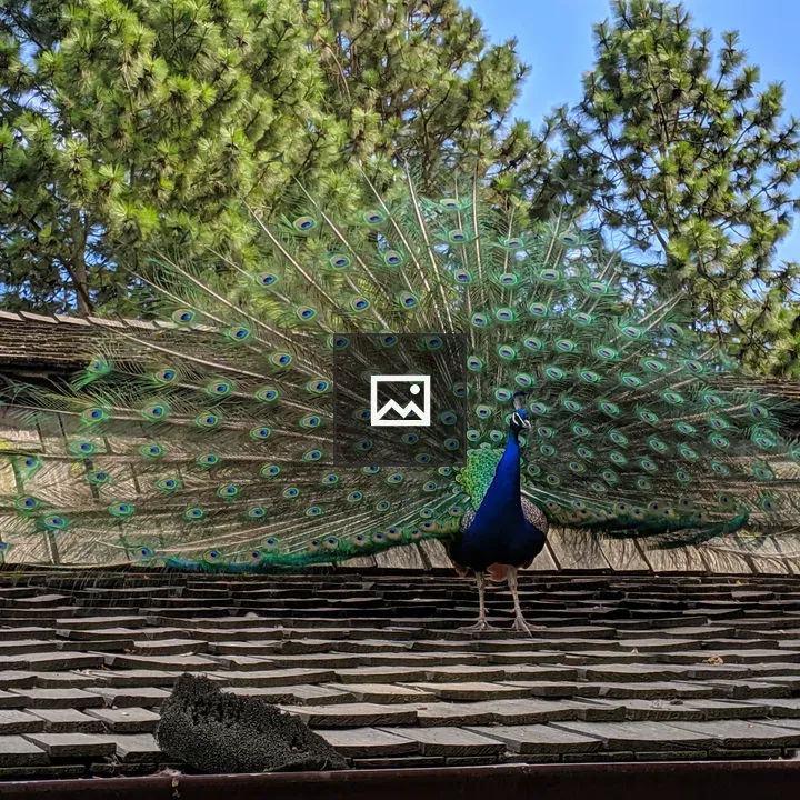 Peacock on the roof