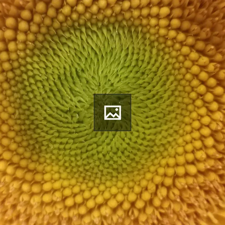 Sunflower center